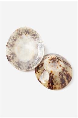 Breastfeeding shells - 100% natural a gift from mother nature - other side